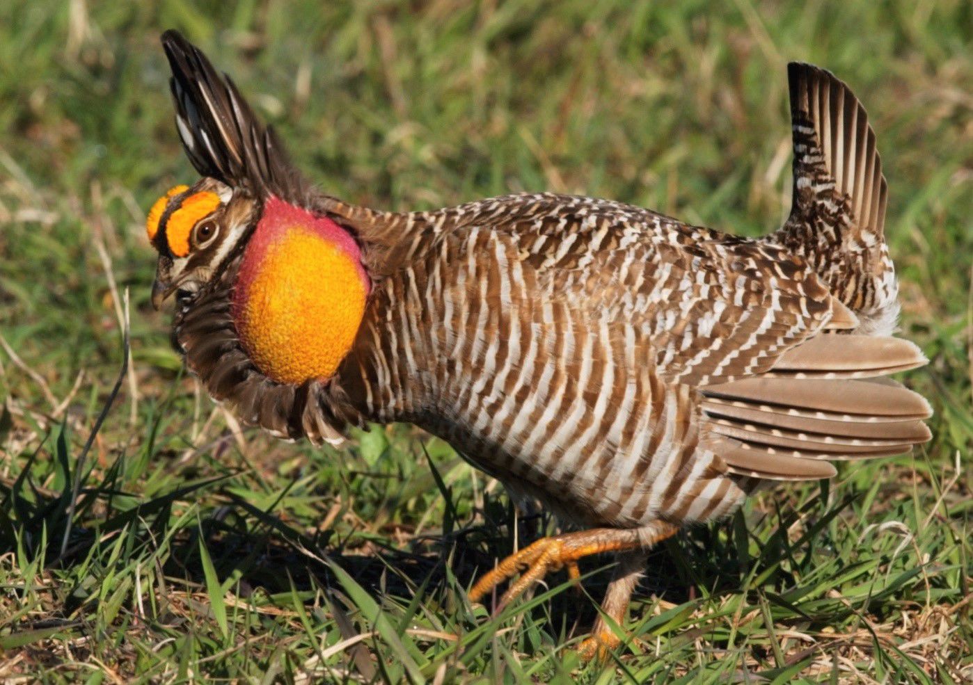 Prairie chicken